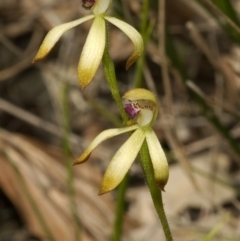 Caladenia testacea at Wollumboola, NSW - 10 Oct 2010