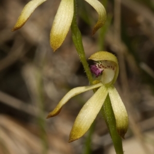 Caladenia testacea at Wollumboola, NSW - 10 Oct 2010