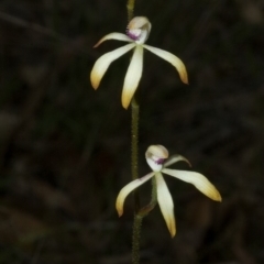 Caladenia testacea at Wollumboola, NSW - suppressed