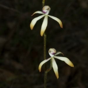 Caladenia testacea at Wollumboola, NSW - 10 Oct 2010