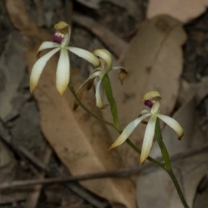 Caladenia testacea at Falls Creek, NSW - 10 Oct 2010