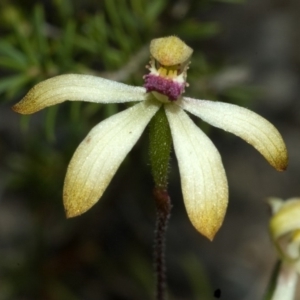 Caladenia testacea at Falls Creek, NSW - 10 Oct 2010