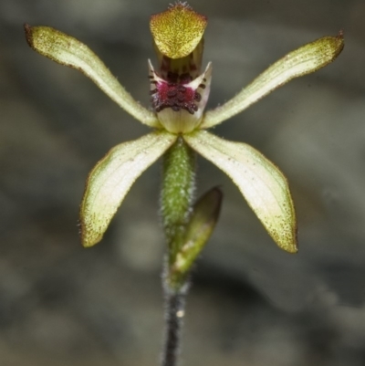 Caladenia transitoria (Green Caps) at Tianjara, NSW - 22 Oct 2006 by AlanS
