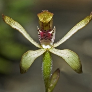 Caladenia transitoria at Tianjara, NSW - suppressed