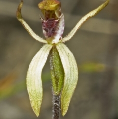 Caladenia transitoria at Tianjara, NSW - suppressed