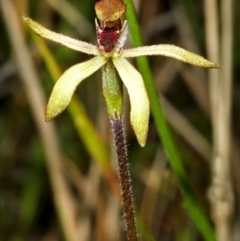 Caladenia transitoria (Green Caps) at Tianjara, NSW - 21 Oct 2005 by AlanS