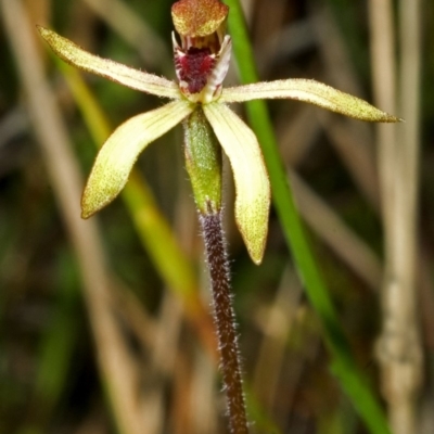 Caladenia transitoria (Green Caps) at Tianjara, NSW - 21 Oct 2005 by AlanS