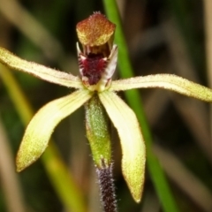 Caladenia transitoria at Tianjara, NSW - suppressed