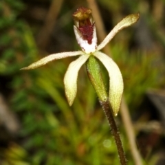 Caladenia transitoria at Tianjara, NSW - suppressed