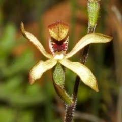 Caladenia transitoria at Tianjara, NSW - suppressed