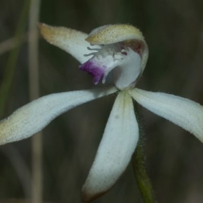 Caladenia ustulata (Brown Caps) at Beaumont, NSW - 20 Oct 2011 by AlanS