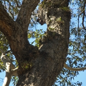 Dendrobium aemulum at Nowra Hill, NSW - suppressed