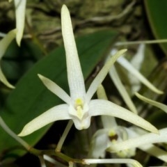 Dendrobium aemulum (Ironbark Orchid) at Burrier, NSW - 14 Aug 2013 by AlanS