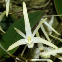 Dendrobium aemulum (Ironbark Orchid) at Burrier, NSW - 13 Aug 2013 by AlanS