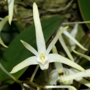 Dendrobium aemulum at Burrier, NSW - suppressed