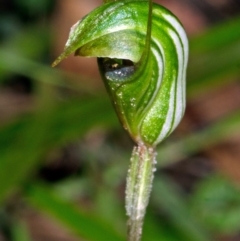 Pterostylis concinna (Trim Greenhood) at Callala Creek Bushcare - 4 Aug 2012 by AlanS