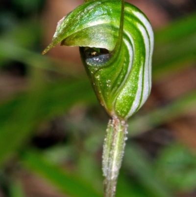 Pterostylis concinna (Trim Greenhood) at Callala Creek Bushcare - 4 Aug 2012 by AlanS