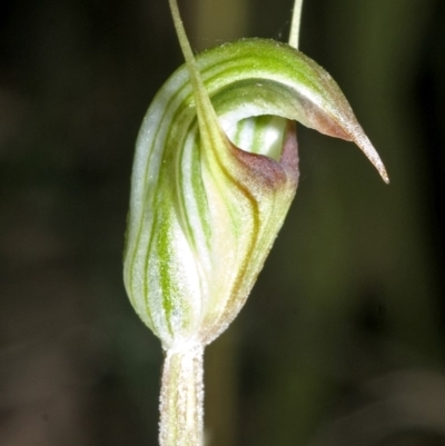 Pterostylis concinna (Trim Greenhood) at Berry, NSW - 26 May 2007 by AlanS