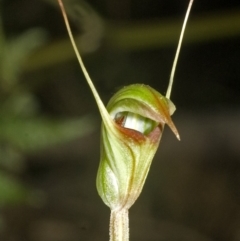 Pterostylis concinna at Berry, NSW - 27 May 2007