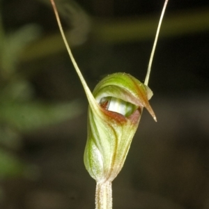 Pterostylis concinna at Berry, NSW - 27 May 2007