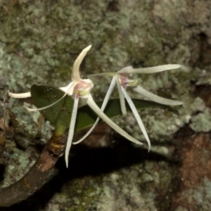 Dendrobium aemulum at Budgong, NSW - 11 Sep 2011