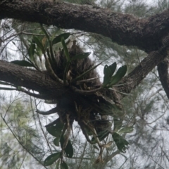 Dendrobium speciosum var. speciosum (Sydney Rock Orchid) at Bomaderry Creek Regional Park - 17 Apr 2013 by AlanS