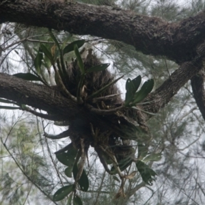 Dendrobium speciosum var. speciosum at Bomaderry Creek Regional Park - suppressed