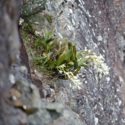 Dendrobium speciosum var. speciosum (Sydney Rock Orchid) at Tianjara, NSW - 22 Sep 2013 by AlanS