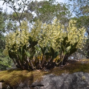 Dendrobium speciosum var. speciosum at Budgong, NSW - 28 Sep 2018