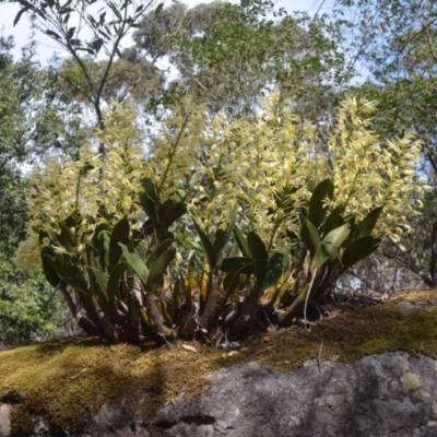 Dendrobium speciosum var. speciosum (Sydney Rock Orchid) at Bugong National Park - 28 Sep 2018 by AlanS
