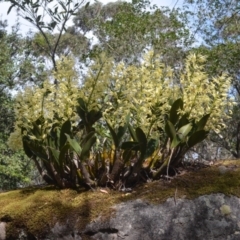 Dendrobium speciosum var. speciosum (Sydney Rock orchid) at Bugong National Park - 27 Sep 2018 by AlanS