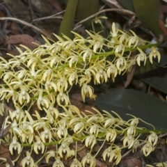 Dendrobium speciosum var. speciosum (Sydney Rock Orchid) at Bamarang, NSW - 17 Sep 2006 by AlanS