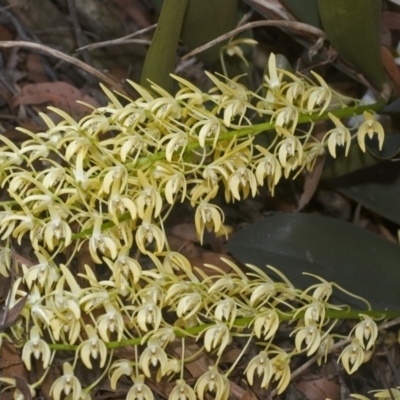 Dendrobium speciosum var. speciosum (Sydney Rock Orchid) at Bamarang, NSW - 16 Sep 2006 by AlanS