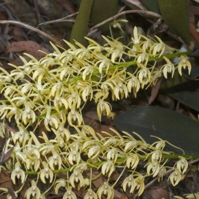 Dendrobium speciosum var. speciosum (Sydney Rock Orchid) at Bamarang, NSW - 17 Sep 2006 by AlanS
