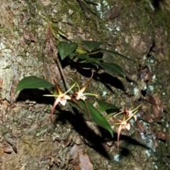 Dendrobium tetragonum (Banded Tree Spider Orchid) at Wandandian, NSW - 7 Oct 2007 by AlanS