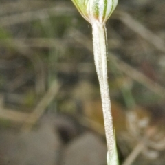 Pterostylis concinna (Trim Greenhood) at Falls Creek, NSW - 23 Aug 2006 by AlanS
