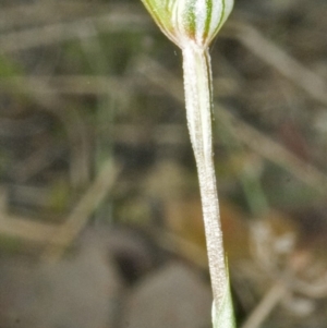 Pterostylis concinna at Falls Creek, NSW - suppressed