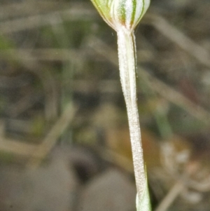 Pterostylis concinna at Falls Creek, NSW - 24 Aug 2006