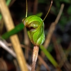 Pterostylis concinna (Trim Greenhood) at Callala Creek Bushcare - 6 Jul 2012 by AlanS