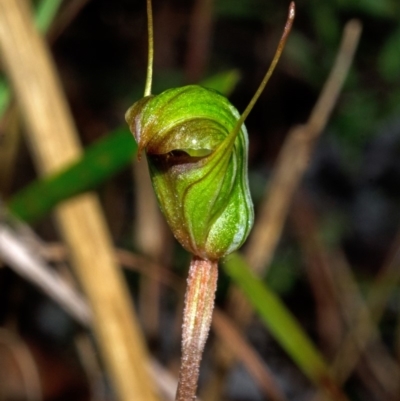 Pterostylis concinna (Trim Greenhood) at Myola, NSW - 6 Jul 2012 by AlanS