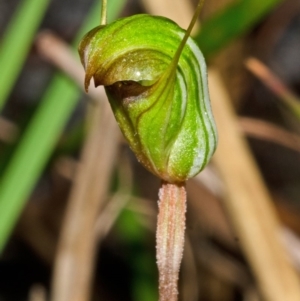 Pterostylis concinna at Myola, NSW - suppressed