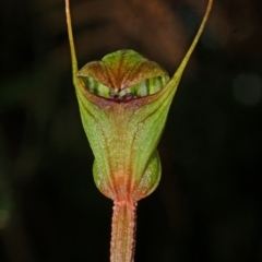 Pterostylis concinna at Myola, NSW - suppressed