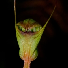 Pterostylis concinna at Myola, NSW - 7 Jul 2012