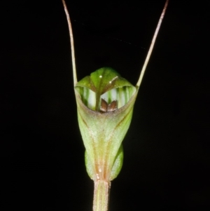 Pterostylis concinna at Myola, NSW - suppressed