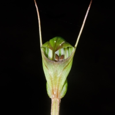 Pterostylis concinna (Trim Greenhood) at Callala Creek Bushcare - 22 Jul 2015 by AlanS