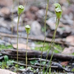 Pterostylis concinna at Myola, NSW - suppressed