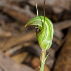 Pterostylis concinna at Myola, NSW - 23 Jul 2015