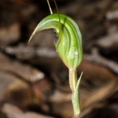 Pterostylis concinna at Myola, NSW - suppressed