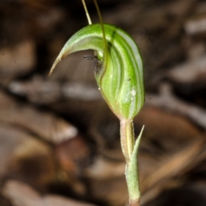 Pterostylis concinna at Myola, NSW - suppressed