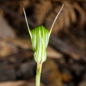 Pterostylis concinna at Myola, NSW - suppressed